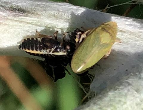 Tettigometra sulphurea